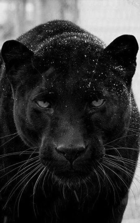 puma nero ricoperto di neve